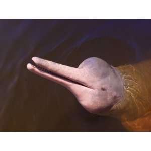 Wild Pink  River Dolphin,  River, Brazil, South America 
