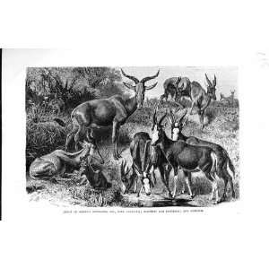   HISTORY 1894 AFRICAN ANTELOPES VIZ KORIGUM TORA