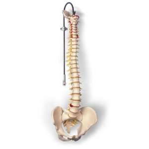  Classic Flexible Spine Model#AW A58/1 