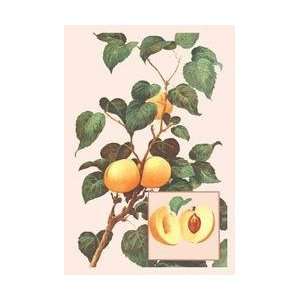  Apricots 28x42 Giclee on Canvas