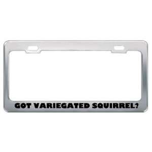 Got Variegated Squirrel? Animals Pets Metal License Plate Frame Holder 