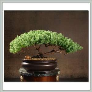 Bonsai Tree Juniper  Ara Grocery & Gourmet Food