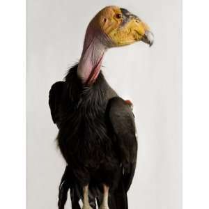 Critically Endangered California Condor, Gymnogyps Californianus 