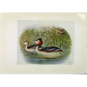   Birds Of Britain By Dresser Great Crested Grebe Color