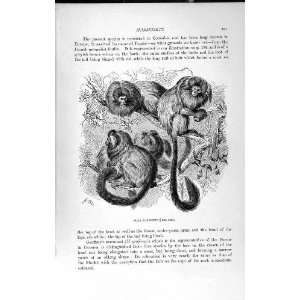  NATURAL HISTORY 1893 94 SILKY MARMOSETS COLUMBIA