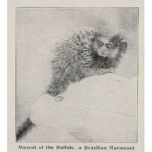   War Brazilian Marmoset Navy   Original Halftone Print