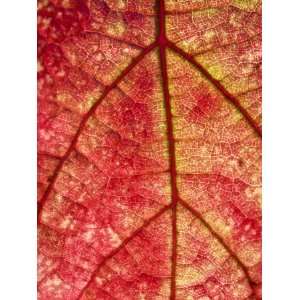  Grape Leaf in Fall, Paso De Robles, California, Usa 