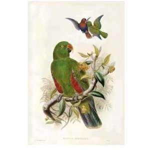  Gould Parrots I Poster Print