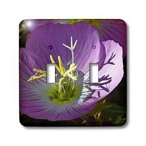  Flowers   Decorative colorful garden botanic classic plant purple 
