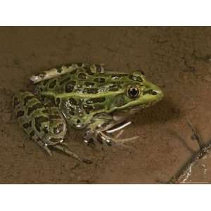  A Southern, or Chiricaha, Leopard Frog (Rana Utricularia 