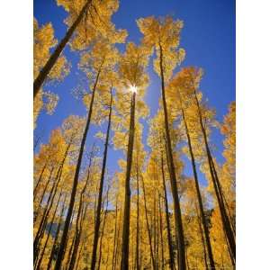Aspen Grove in the San Juan Range of Colorado, USA Art Photographic 