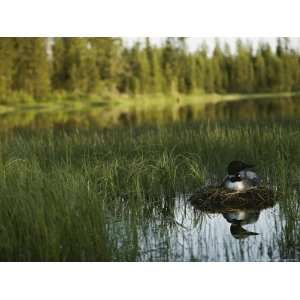  A Loon in Breeding Colors Incubates its Eggs in its Nest 