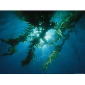  View of Giant Kelp Forest with Surface Sunlight Stretched 