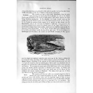  NATURAL HISTORY 1894 COMMON SEAL GREENLAND CARNIVORES 