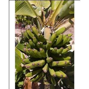  Unripe bananas, Tenerife, Canary Islands, Spain, Europe 