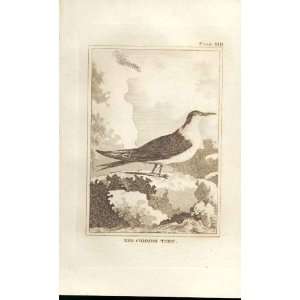  The Common Tern 1812 Buffon Birds Plate 219