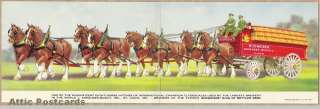 Anheuser Busch, St. Louis, MO, Clydesdales, Budweiser Beer, Horses 
