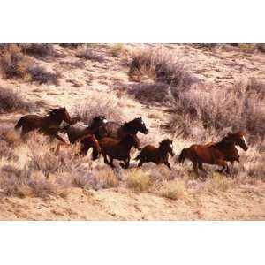 Mustang Horses Running, Wyoming by Unknown 36x24 