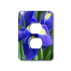  Florene Flower   Purple Iris Closeup   Light Switch Covers 