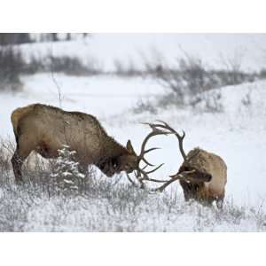 Two Bull Elk (Cervus Canadensis) Sparring in the Snow, Jasper National 