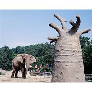  Elephant, Milwaukee Zoo Photograph   Beautiful 16x20 