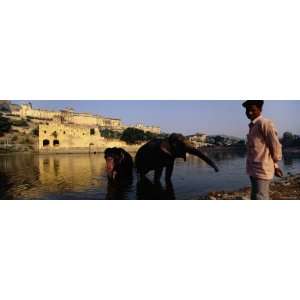  Two Elephants in Water, Amber Fort, Jaipur, Rajasthan, India 