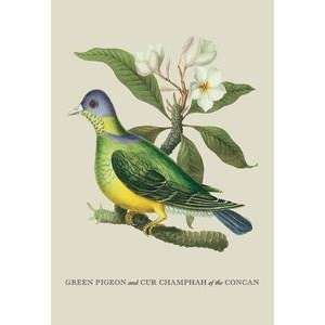   printed on 20 x 30 stock. Green Pigeon and Cur Champhah of the Concan