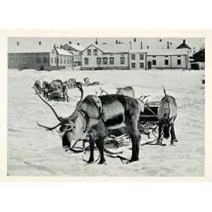  1903 Print Reindeer Finland Sleigh Winter Transportation 