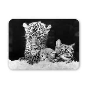  A Jaguar cub with a cat and young fluffy   Mouse Mat 