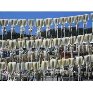 Squids Drying in Coastal Town of SokchO, South Korea Photographic 