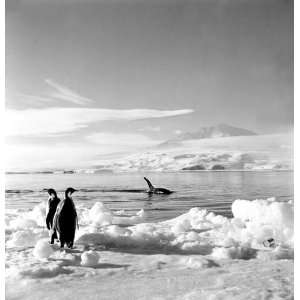  Ice Inhabitants   1956