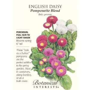  English Daisy Pomponette Blend Patio, Lawn & Garden