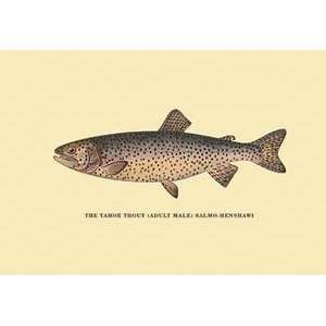  Vintage Art Tahoe Trout   02305 8