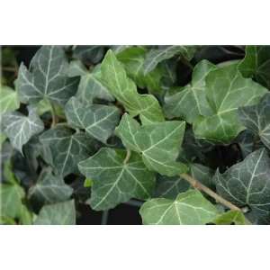  Hedera helix Baltica {24 Pots   3 1/2 in.} Patio, Lawn 