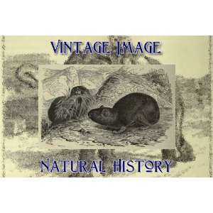   Acrylic Keyring Key Ring Vintage Natural History Image Siberian Pica