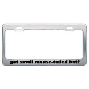 Got Small Mouse Tailed Bat? Animals Pets Metal License Plate Frame 