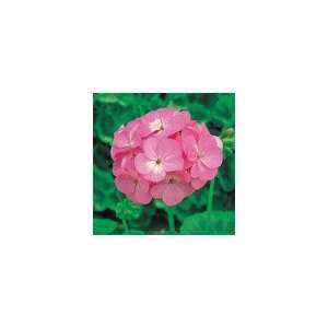  Geranium Elite Pink Hybrid Seeds Patio, Lawn & Garden