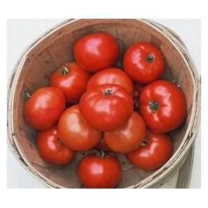  Campbell Tomato 4 Plants   Great for Tomato Soup Patio 