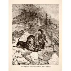  1881 Wood Engraving Herdsman Dogs Wolf Fight Switzerland 