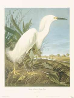  title snowy heron or white heron artist john james audubon size 24 
