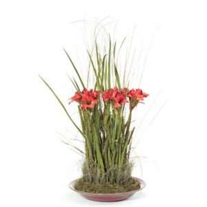  Amaryllis Thicket Dried