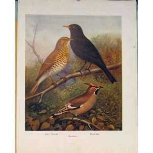  Waxing Song Thrush Blackbird British Bird Antique Print 