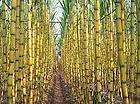 Rare asian yellow colored sugar cane plant live bamboo like cheap