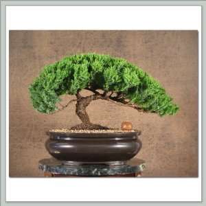 Bonsai Tree Juniper XI  Grocery & Gourmet Food