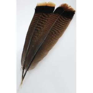  NEW Bronze Turkey Tail Feather   RFTTAI