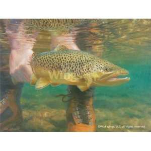  Mark Susinno   Live to Fight Another Day   Brown Trout 