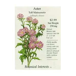 Aster Tall Matsumoto 