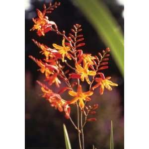  Exclusive By Buyenlarge Tropical Flower 20x30 poster