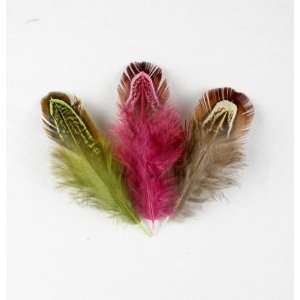  60 Almond Pheasant Loose Feather 2 3 Mixed Everything 