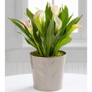 The FTD Silver Linings Calla Lilies Plant By Better Homes And Gardens